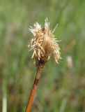 род Eriophorum