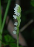 Goodyera repens