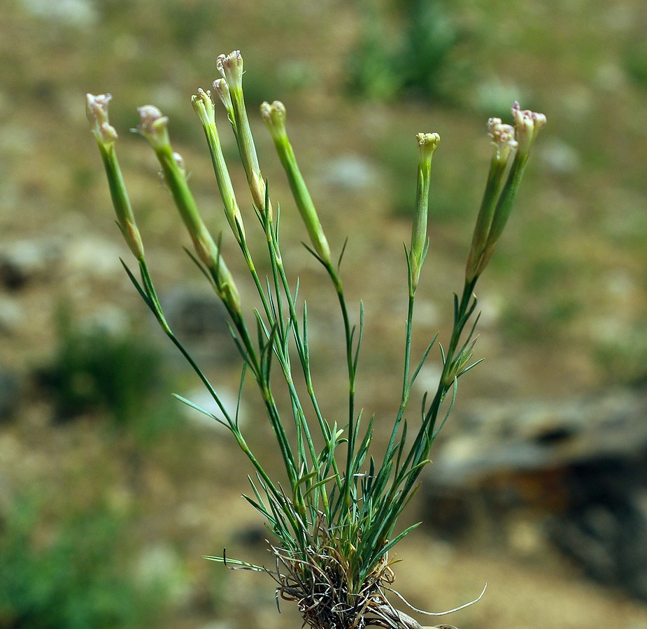 Изображение особи Dianthus tetralepis.