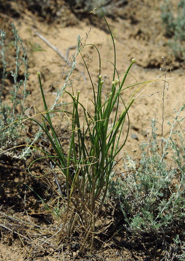 Изображение особи Allium sabulosum.