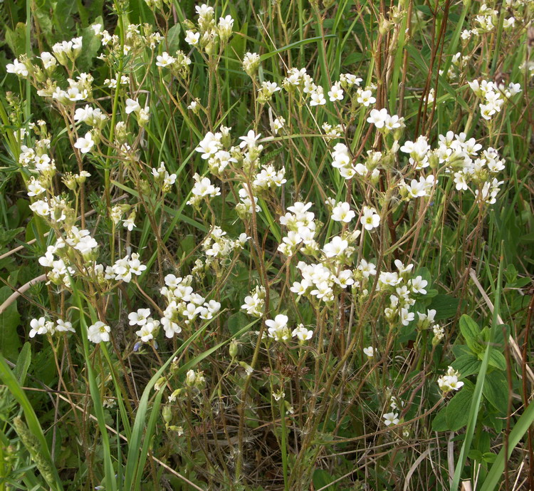 Изображение особи Saxifraga granulata.