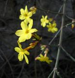 Jasminum nudiflorum. Цветки. Южный берег Крыма, г. Ялта, в культуре. 26 января 2013 г.