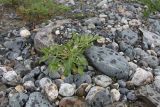 Solanum physalifolium