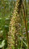 Plantago cornuti