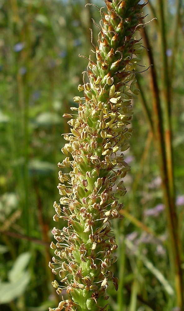 Изображение особи Plantago cornuti.