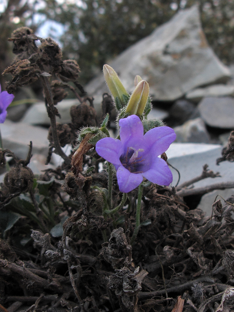 Изображение особи Campanula komarovii.