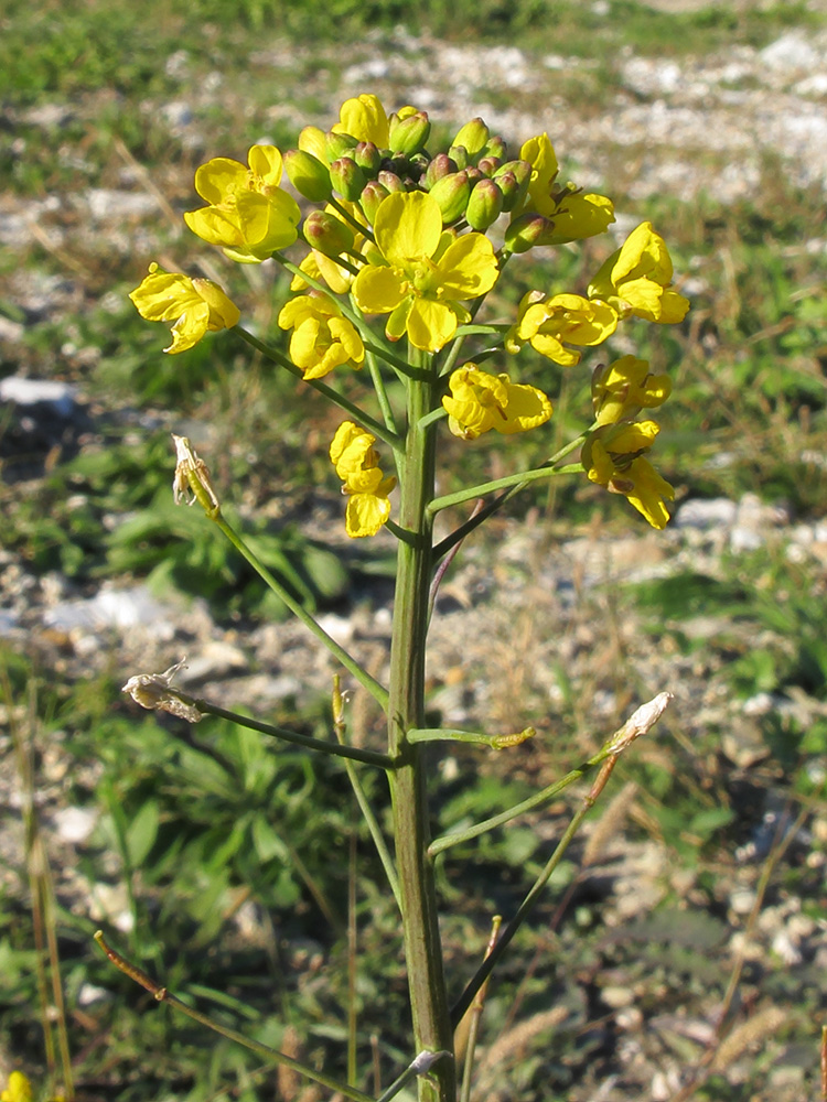 Изображение особи Brassica napus.