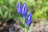 Gentiana pneumonanthe. Соцветие. Новосибирская обл., Карасукский р-н, с. Благодатное, луг. 08.097.2013.