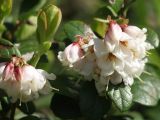 Vaccinium vitis-idaea