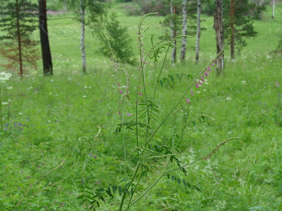 Изображение особи Hedysarum alpinum.