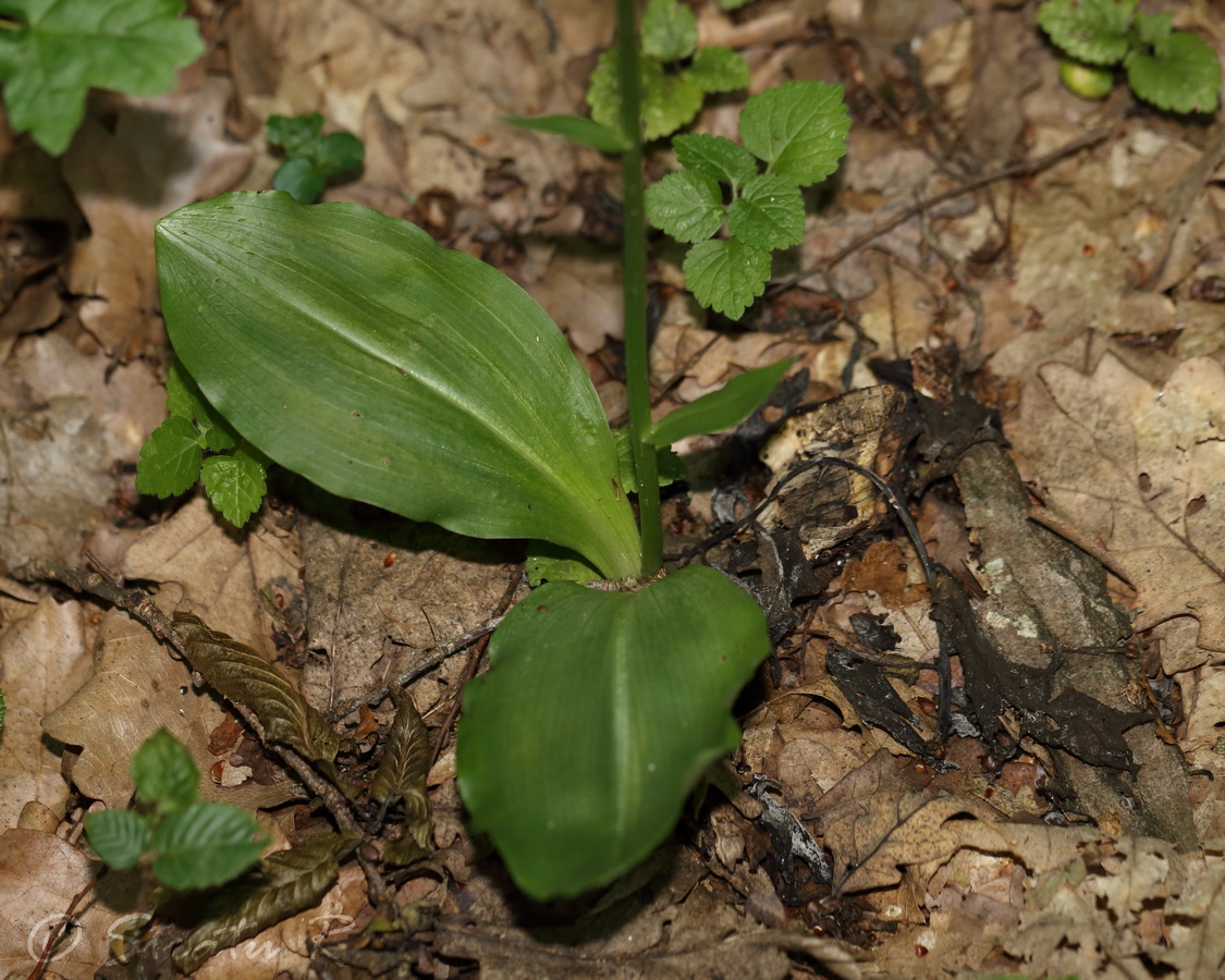 Изображение особи Platanthera bifolia.