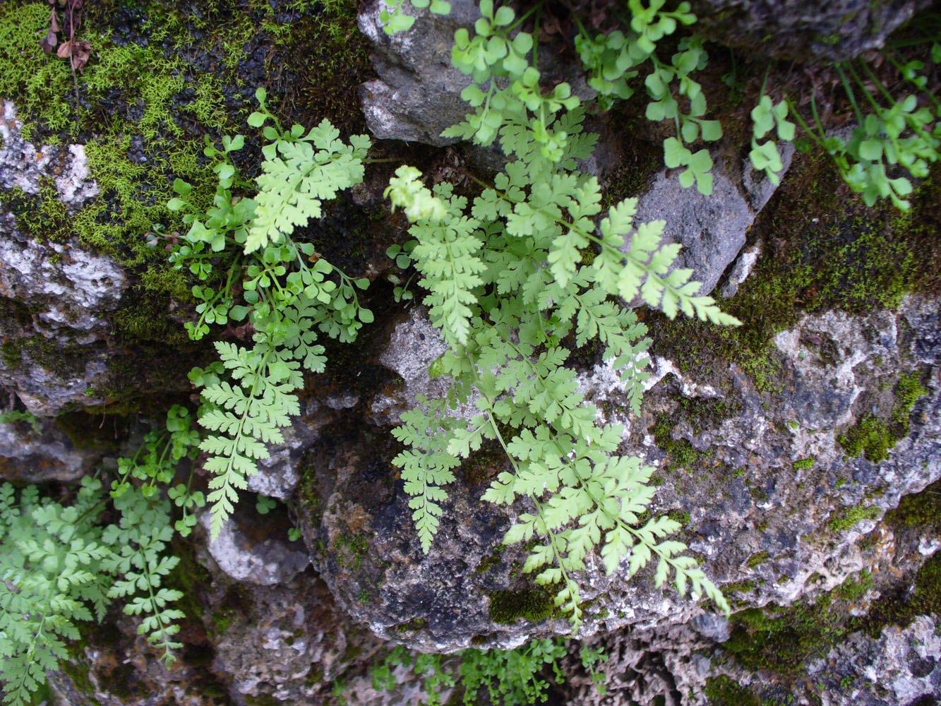 Изображение особи Cystopteris fragilis.