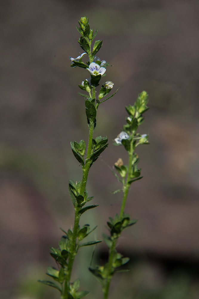 Изображение особи Veronica serpyllifolia.