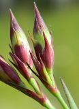 Dianthus fischeri