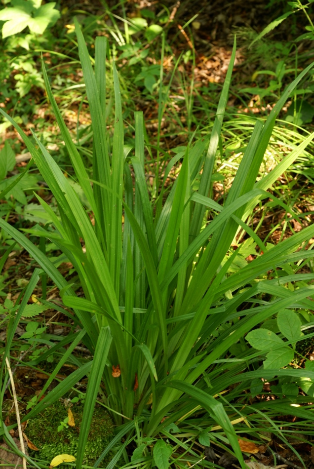 Изображение особи Carex egena.