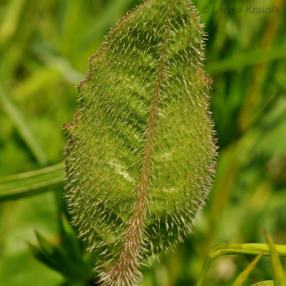 Изображение особи Trommsdorffia ciliata.