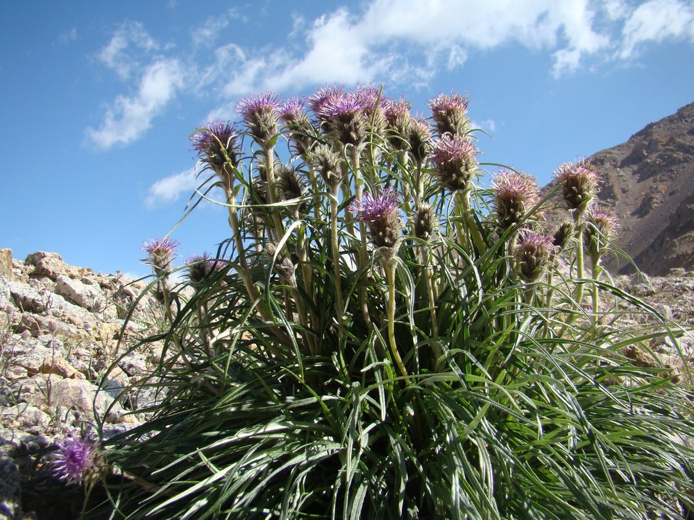 Изображение особи Saussurea schanginiana.