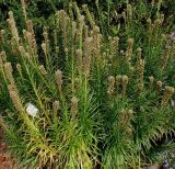 Liatris spicata разновидность montana