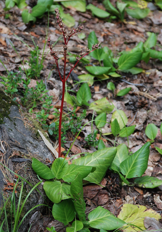 Изображение особи Bergenia crassifolia.