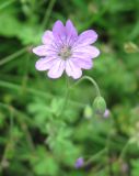 Geranium pyrenaicum. Цветок. Польша, Беловежская Пуща, пос. Бяловежа. 25 июня 2009 г.