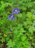 Aquilegia glandulosa