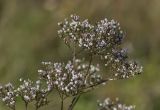 Valeriana wolgensis