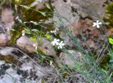 Dianthus marschallii