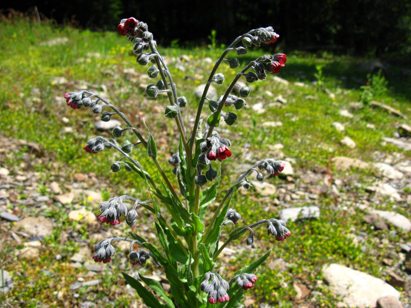 Изображение особи Cynoglossum officinale.