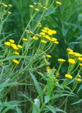 Tanacetum boreale