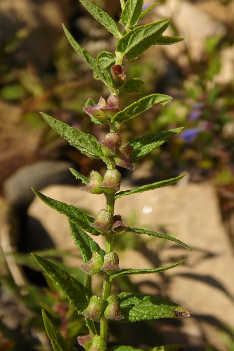 Изображение особи Scutellaria galericulata.