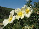 Rosa fedtschenkoana × R. kokanica