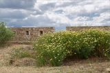 Glebionis coronaria. Цветущие растения во внутреннем дворе крепости. Греция, о. Крит, Ретимно (Ρέθυμνο), крепость Фортецца. 30.04.2014.