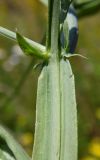 Lathyrus hirsutus