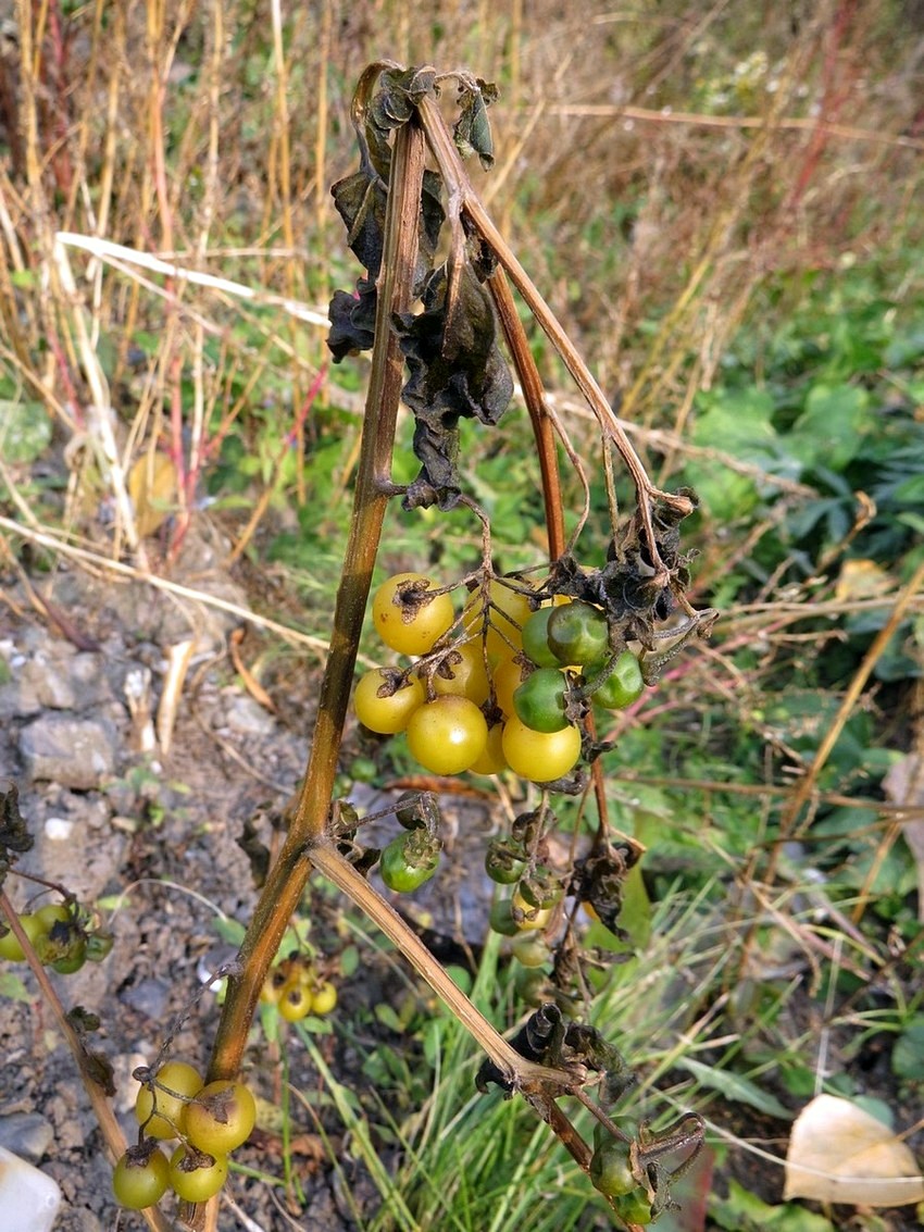 Изображение особи Solanum luteovirescens.