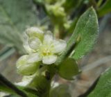 Aconogonon bargusinense