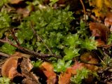 Rhodobryum roseum