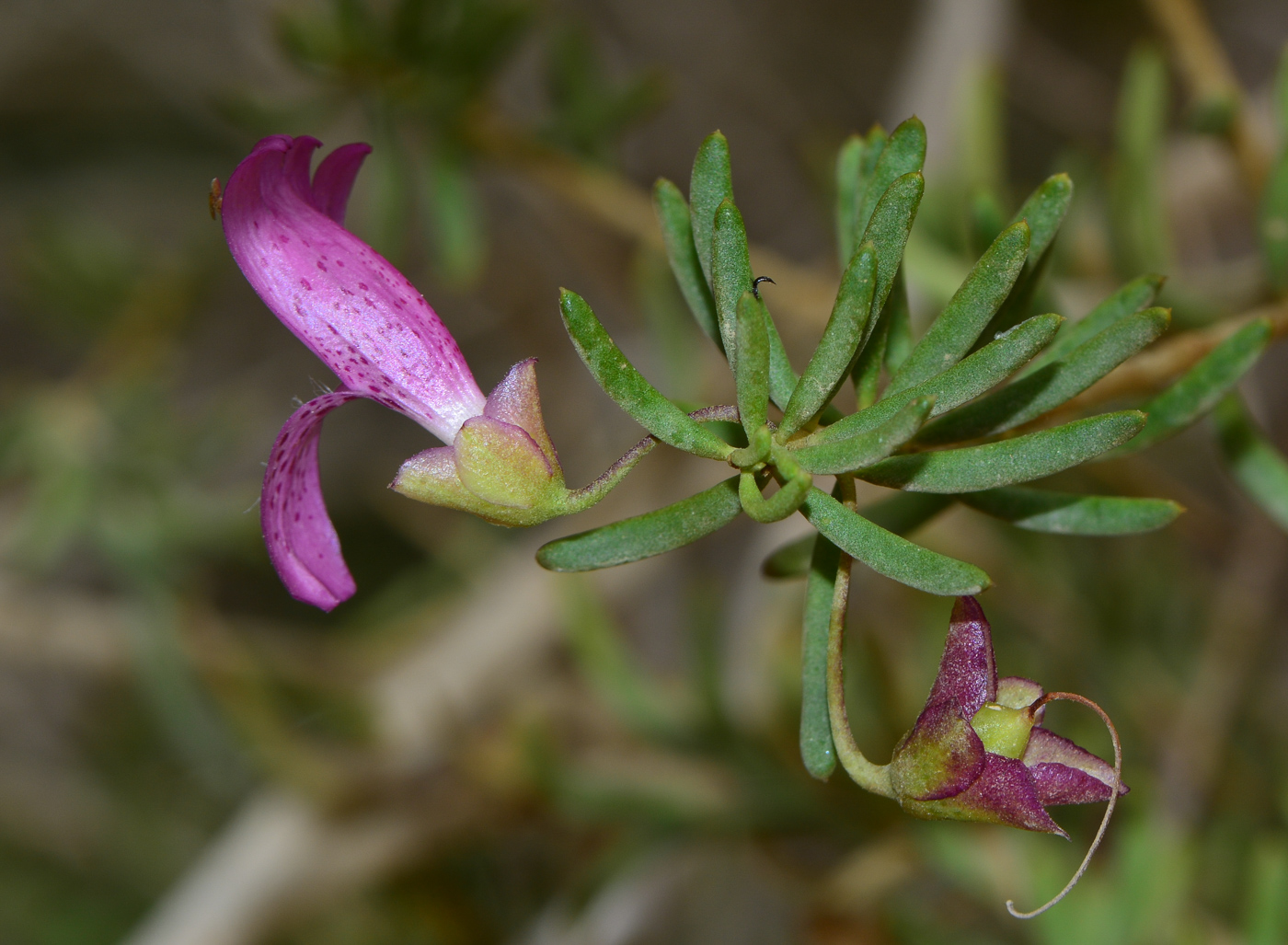 Изображение особи род Eremophila.