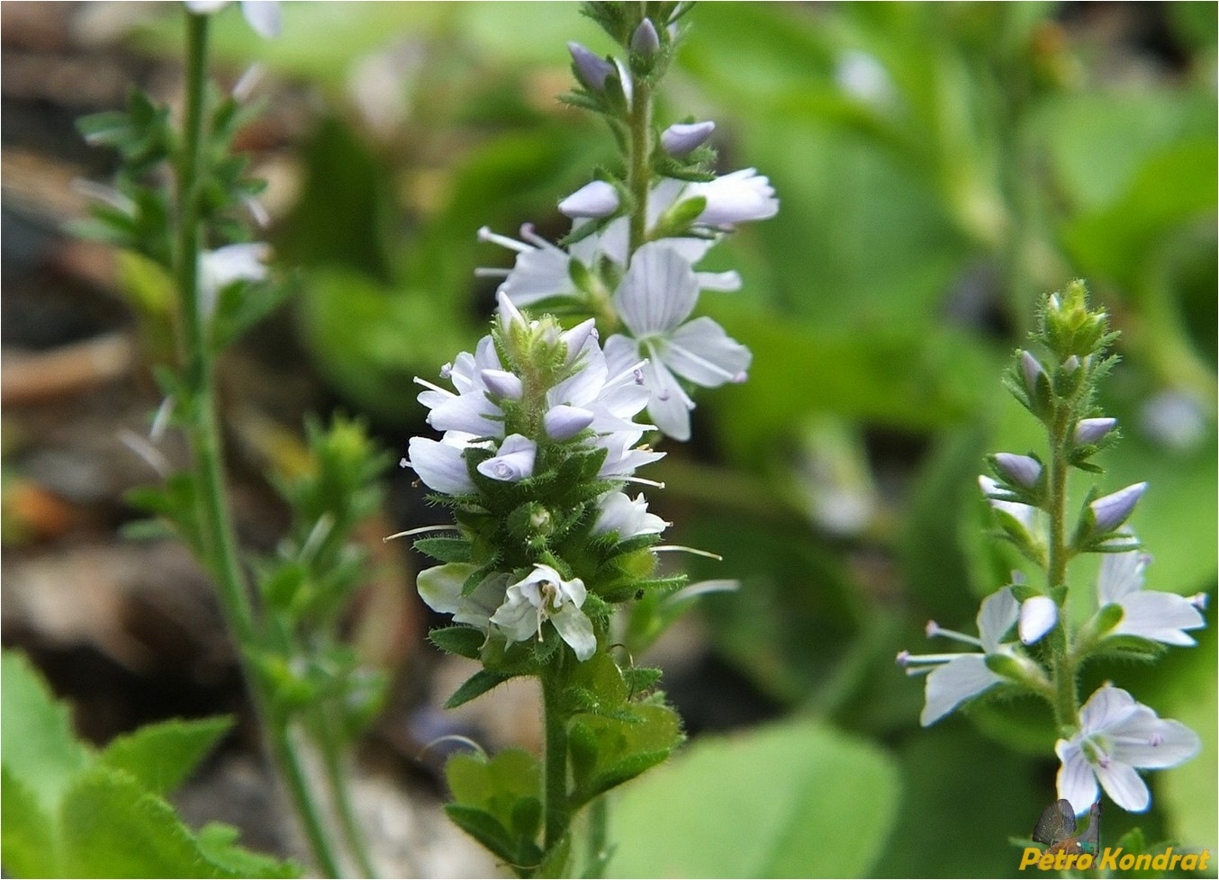 Изображение особи Veronica officinalis.