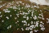 Gypsophila tenuifolia. Дерновина цветущих растений. Республика Адыгея, Майкопский р-н, Кавказский биосферный заповедник, Фишт-Оштеновский массив, хребет севернее цирка Оштена, выс. ок. 2700 м н.у.м., задернённый участок на скалах. 28.07.2018.