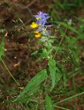 Melampyrum nemorosum. Верхушка цветущего растения среди соцветий Agrostis. Московская обл., Раменский р-н, окр. пос. Ильинский, Ильинский лес, на опушке березняка. 19.07.2018.