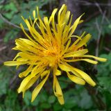 Crepis sibirica