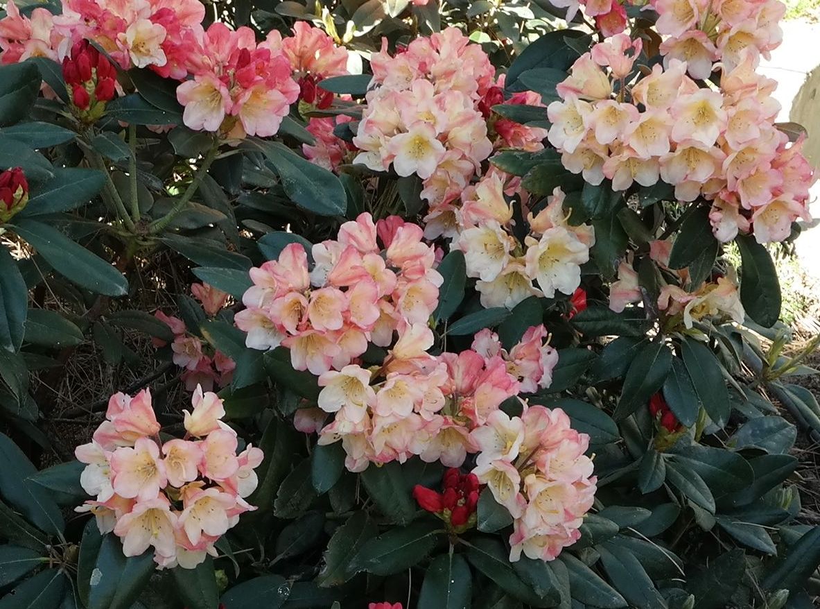 Изображение особи род Rhododendron.