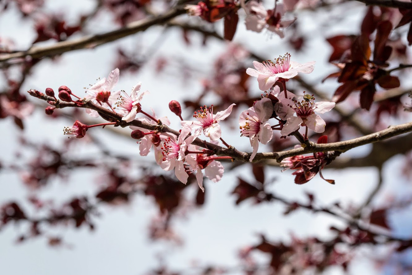 Изображение особи Prunus cerasifera var. pissardii.