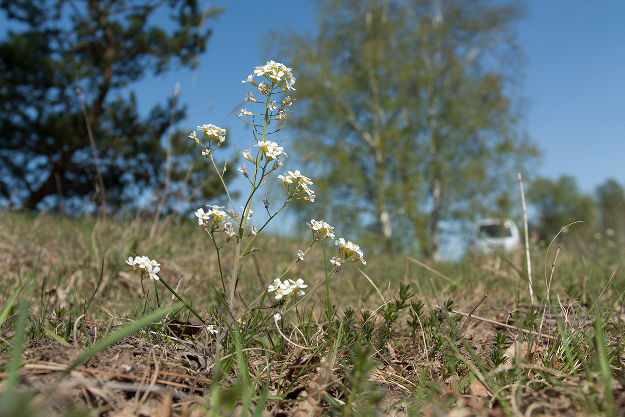 Изображение особи Arabidopsis arenosa.