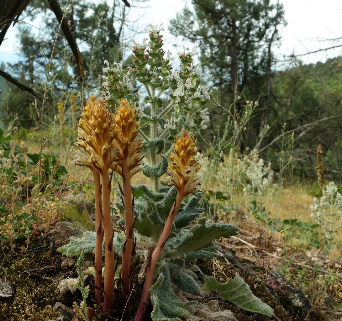 Изображение особи Orobanche callieri.