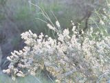 Astragalus brachypus