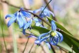 Scilla siberica