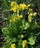 Primula macrocalyx. Цветущие растения. Северная Осетия, окр. с. Дзуарикау. 07.05.2010.