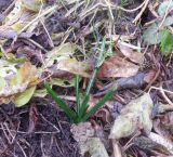 Ornithogalum umbellatum. Вегетирующее растение. Тверская обл., г. Тверь, Заволжский р-н, пос. Киселёво, берег р. Тверца, свалка садового мусора. 8 ноября 2020 г.