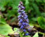 Ajuga reptans